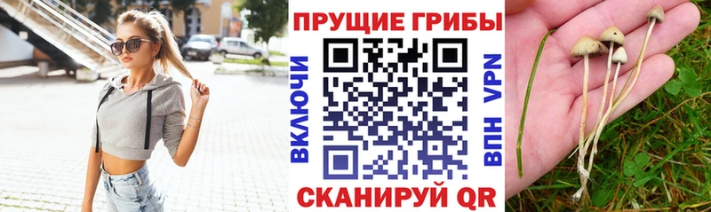 цены наркотик  Щучье  Галлюциногенные грибы Psilocybe 